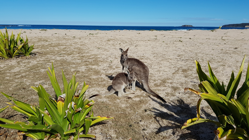 Термальный бассейн Yarrangobilly