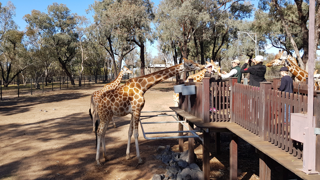 Долина Jamison, Голубые Горы