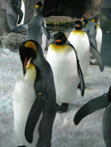 Пингвины в аквариуме Kelly Tarlton