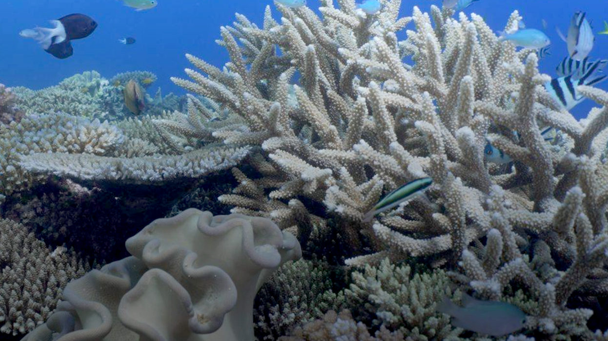 Коралловые рифы