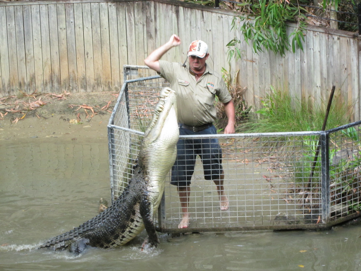 Wet Tropics and Crocodiles Private Tour