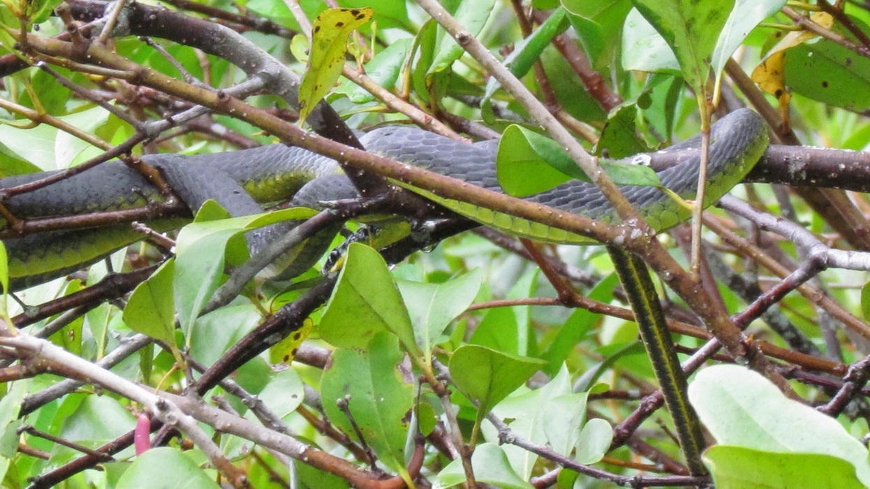 Wet Tropics and Crocodiles Private Tour