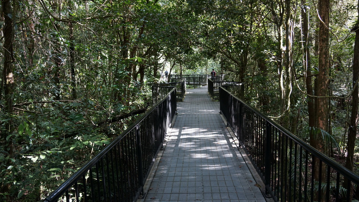 Wet Tropics and Crocodiles Private Tour