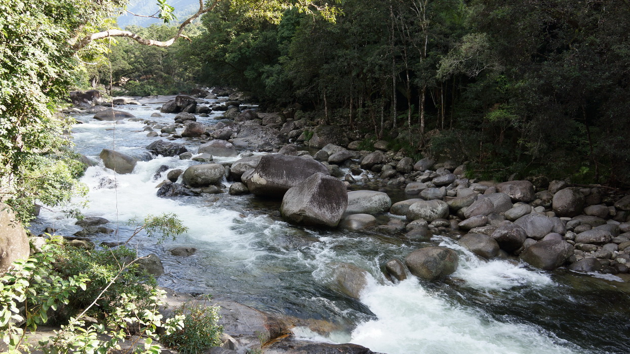 Wet Tropics and Crocodiles Private Tour