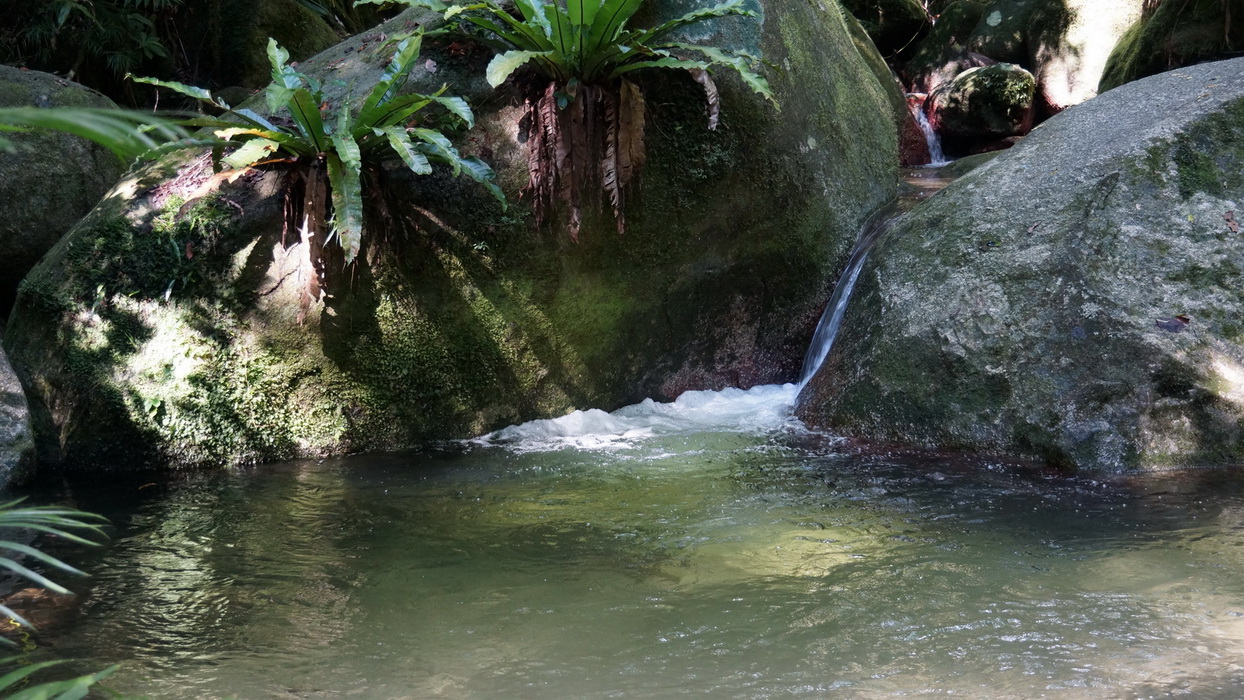 Wet Tropics and Crocodiles Private Tour