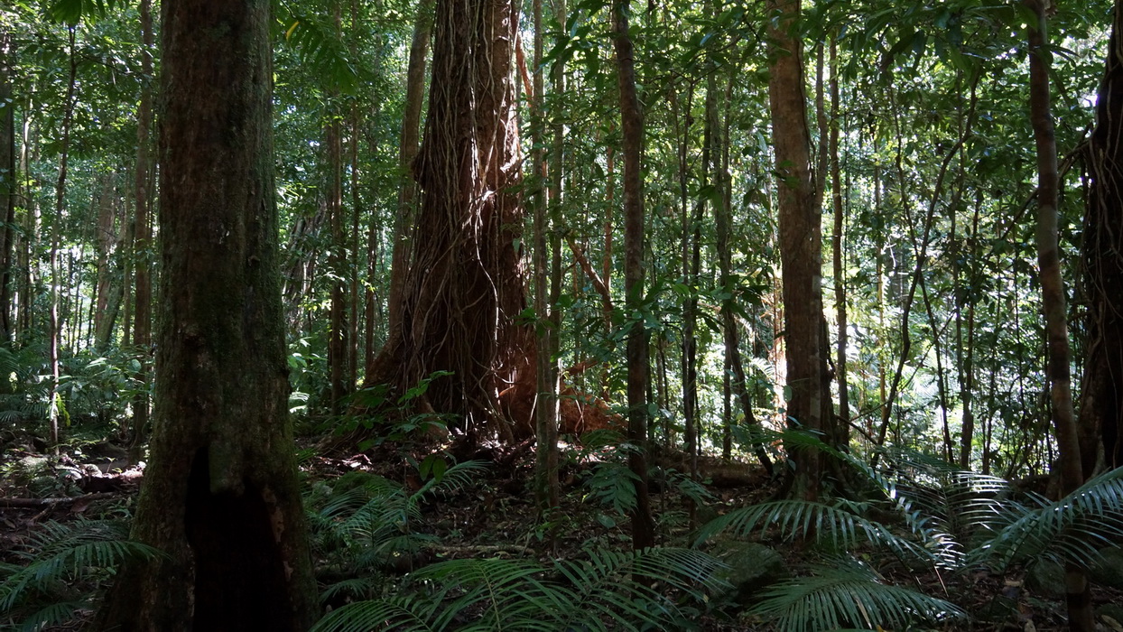 Wet Tropics and Crocodiles Private Tour