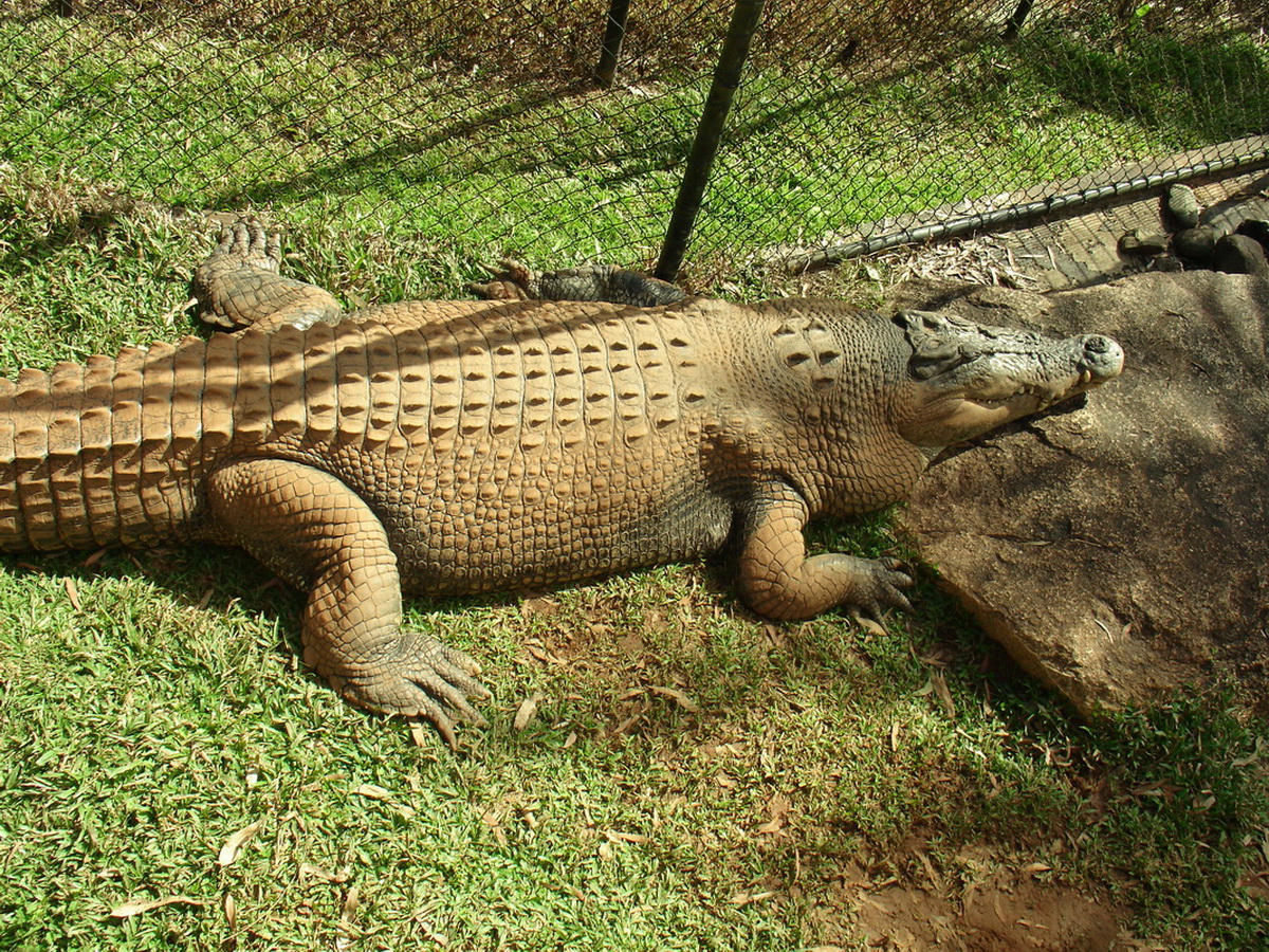 Kuranda Private Tour