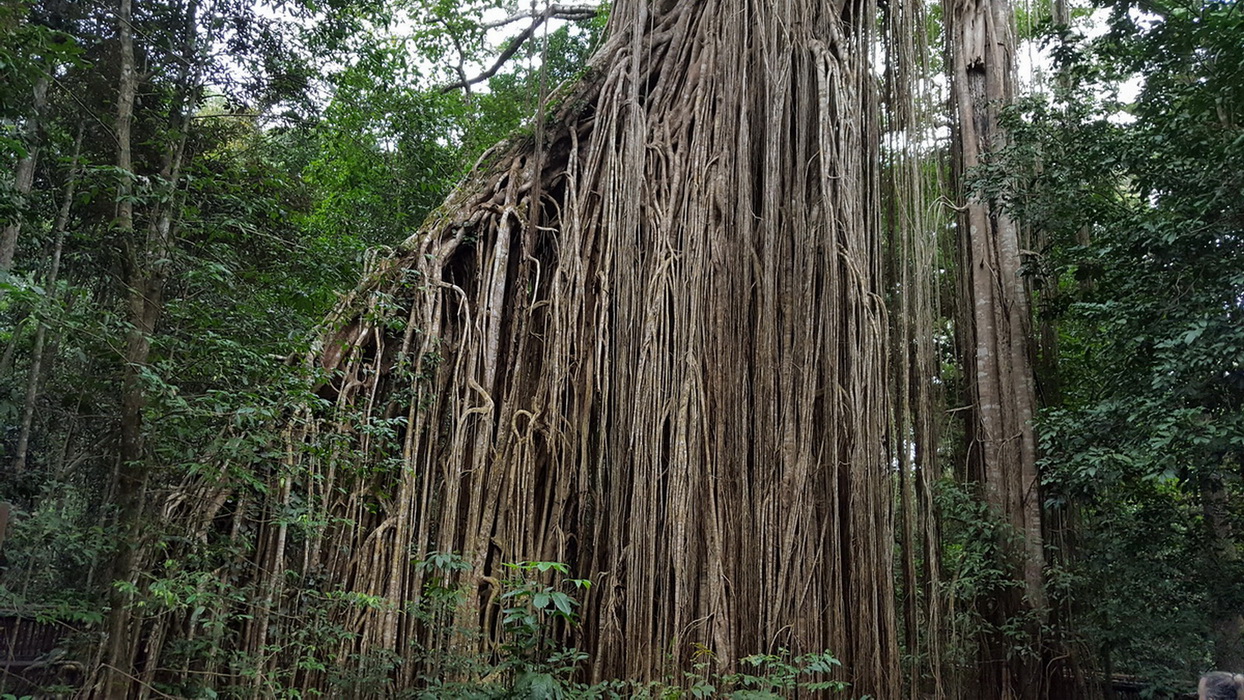 Дерево-Штора