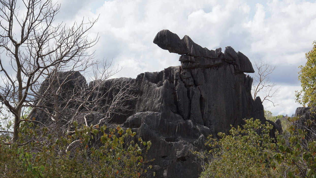 Дикая природа