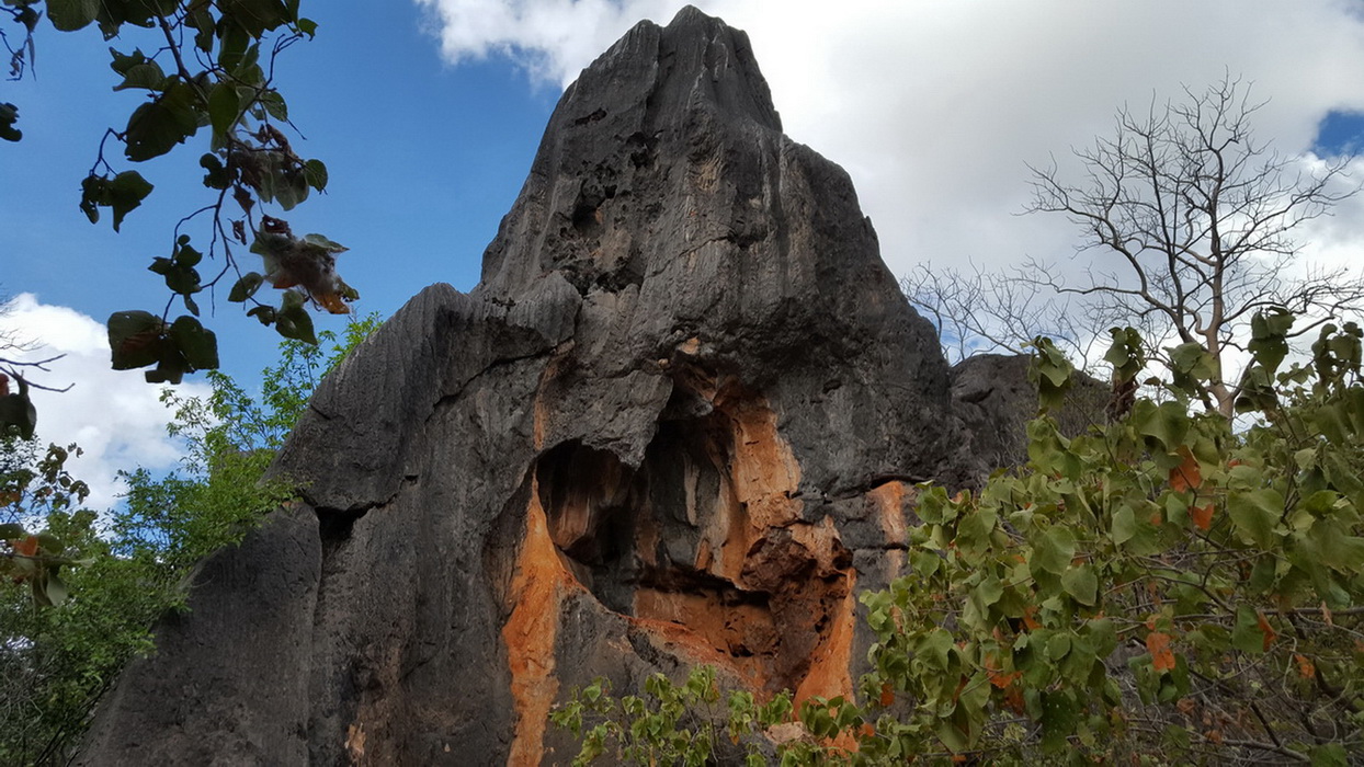 Скальный валлаби