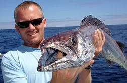 хищная рыба саратога - золотое побережье