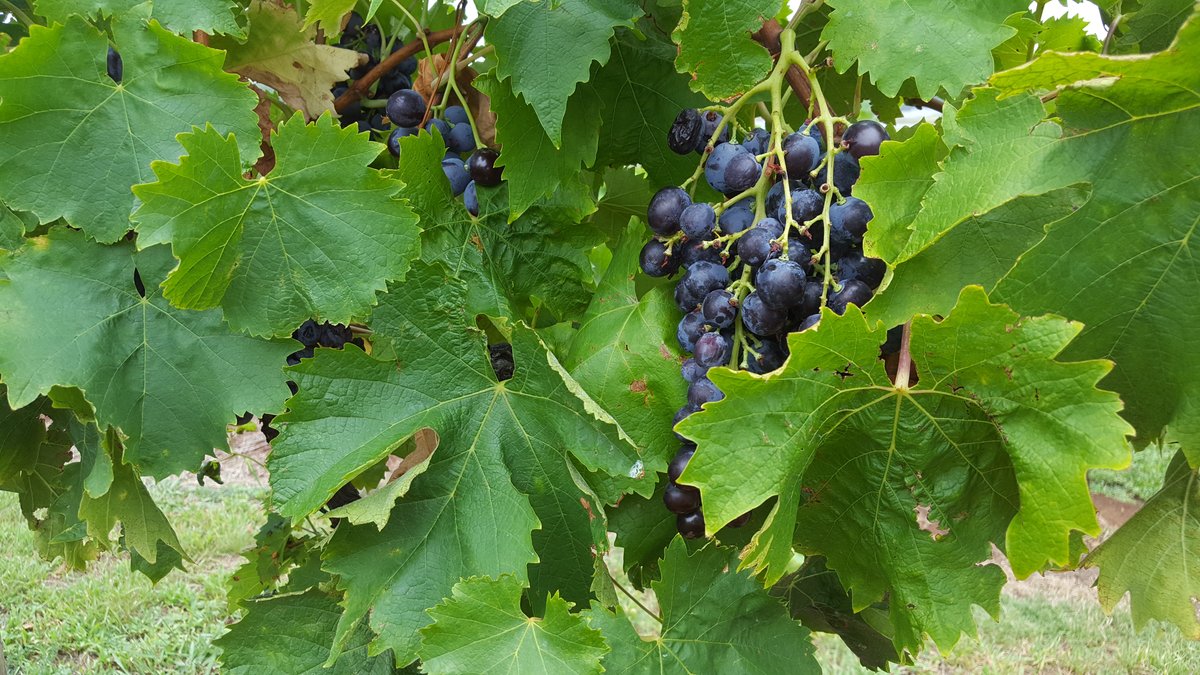 Hunter Valley — виноградники в долине, зрелые лозы