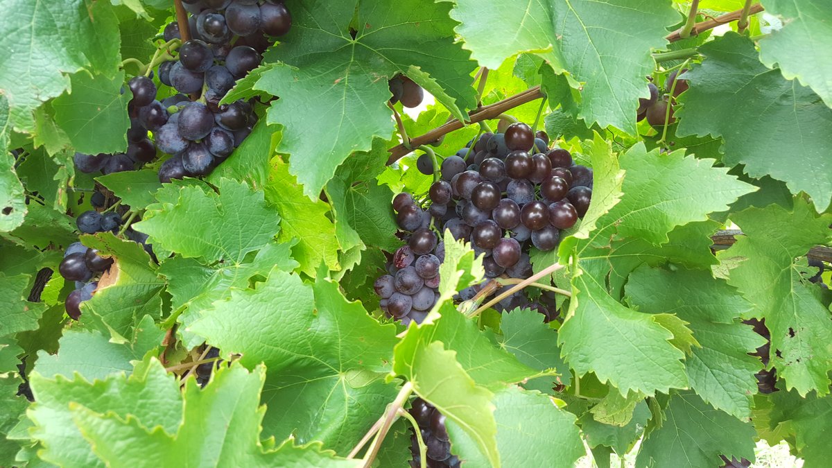 Hunter Valley — виноградные ряды на холмах