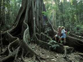 Skyrail Rainforest Cableway