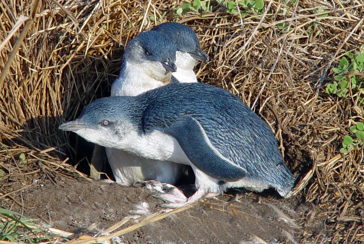 Phillip Island Private Tour with Penguin Parade Private Tour