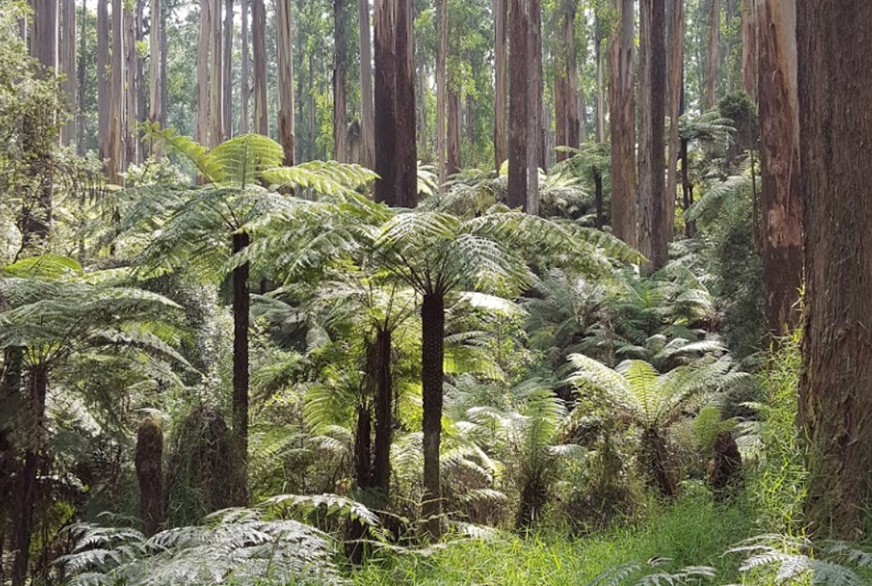 Puffing Billy Private Tour with Healesville zoo