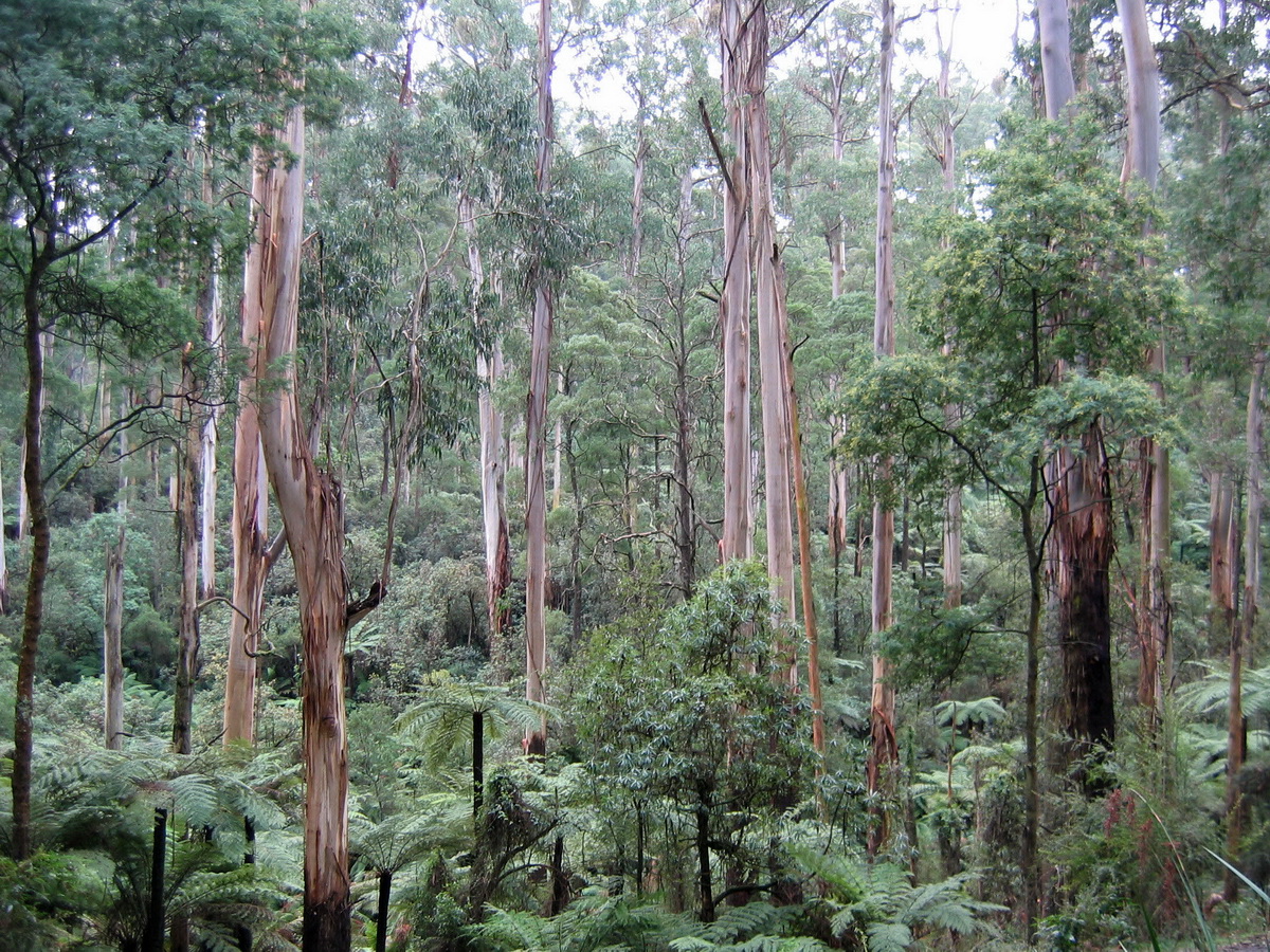 Puffing Billy Private Tour with Healesville zoo