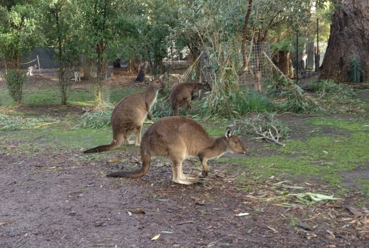 Puffing Billy Private Tour with Healesville zoo