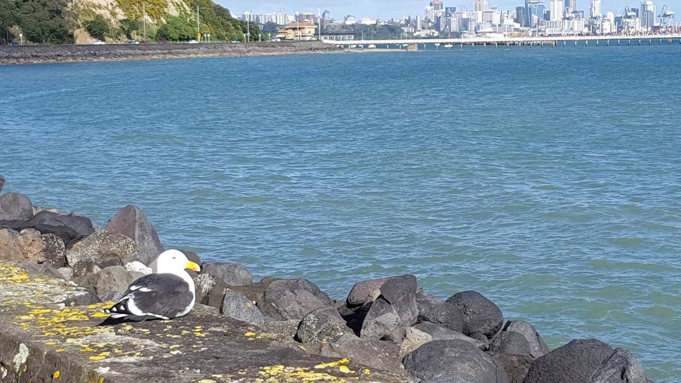Sky Tower и центр Окленда с противоположного берега залива (Devonport)