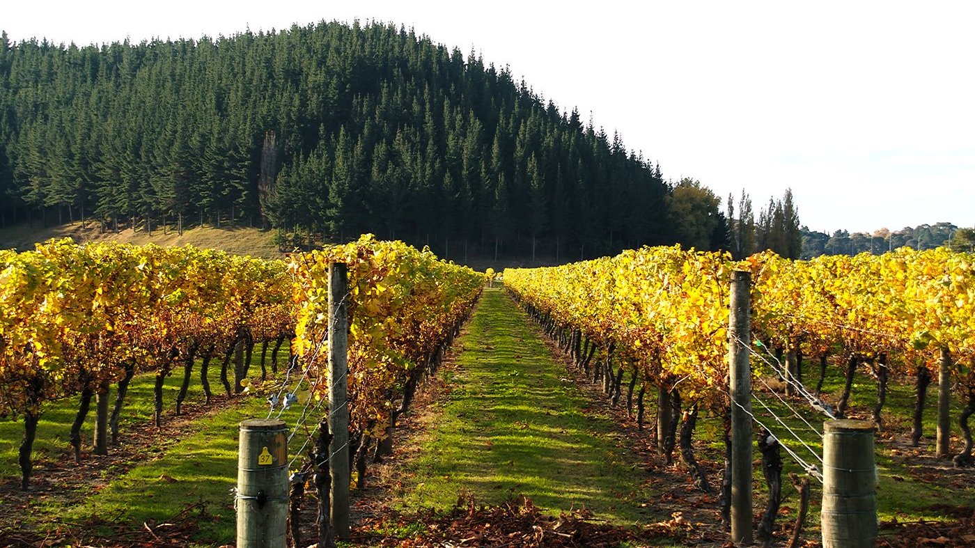 Виноградники Mission Estate Winery — старейшая винодельня Новой Зеландии