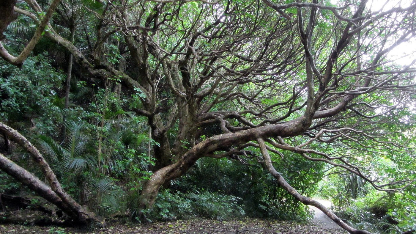 Водопад Карекаре в горах Waitakere Ranges