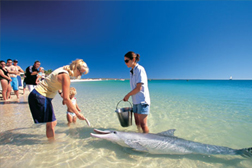 кормление дельфинов в Shark Bay