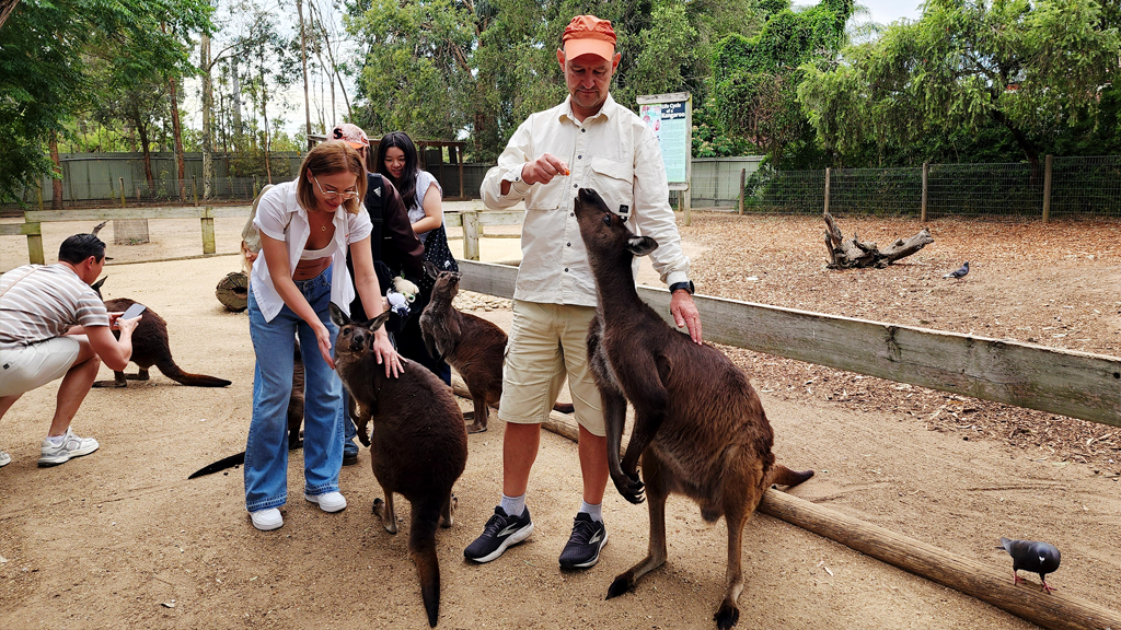 Featherdale Wildlife Park — коалы