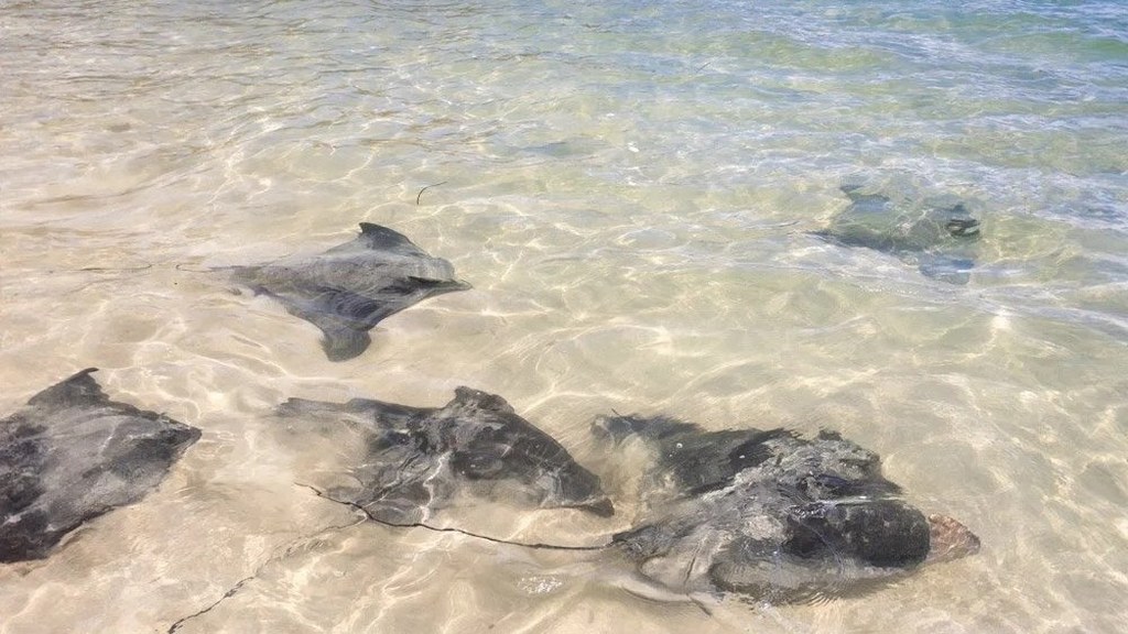 Дикие гладкие скаты на прозрачном мелководье Jervis Bay
