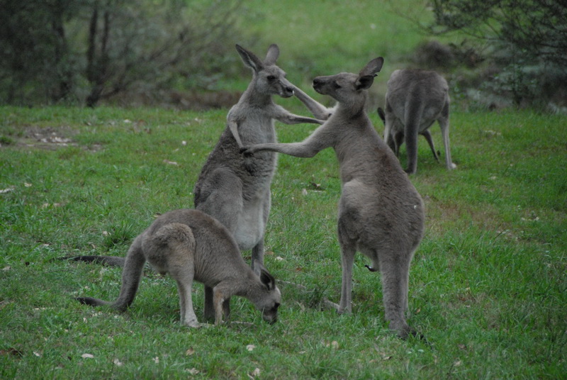 Blue Mountains and Jenolan Caves Private Tour