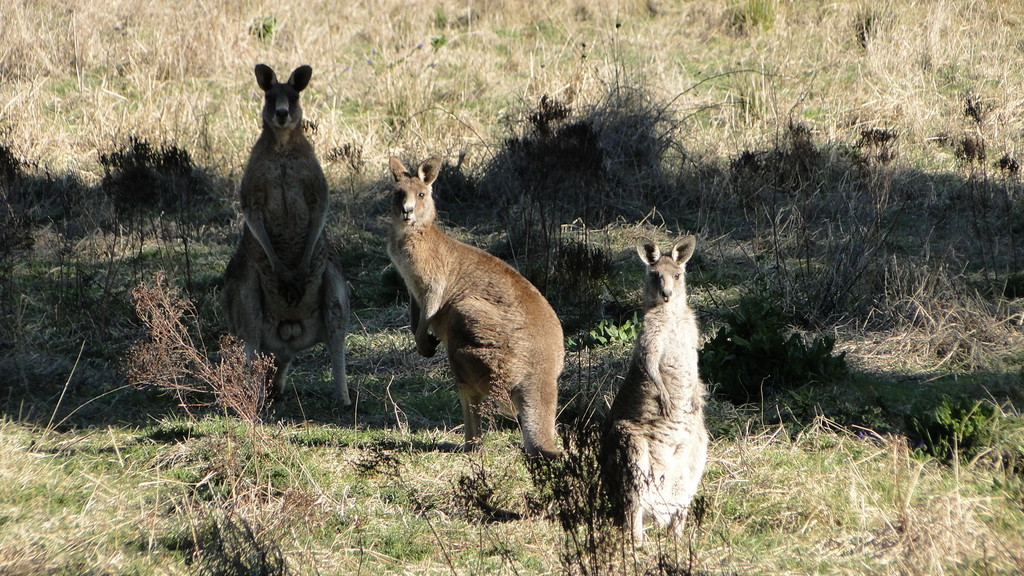 Местные австралийские цветы в цвету в Ботаническом саду на горе Аннан