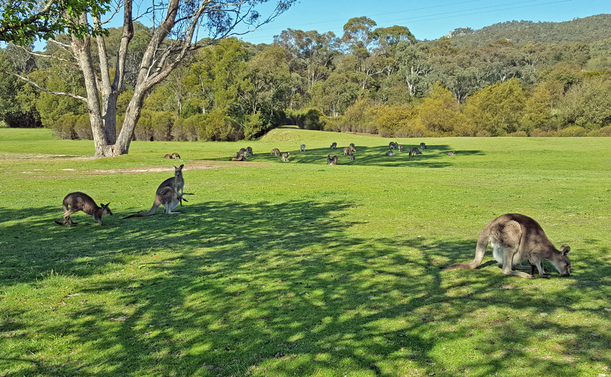 Canberra Private Tour