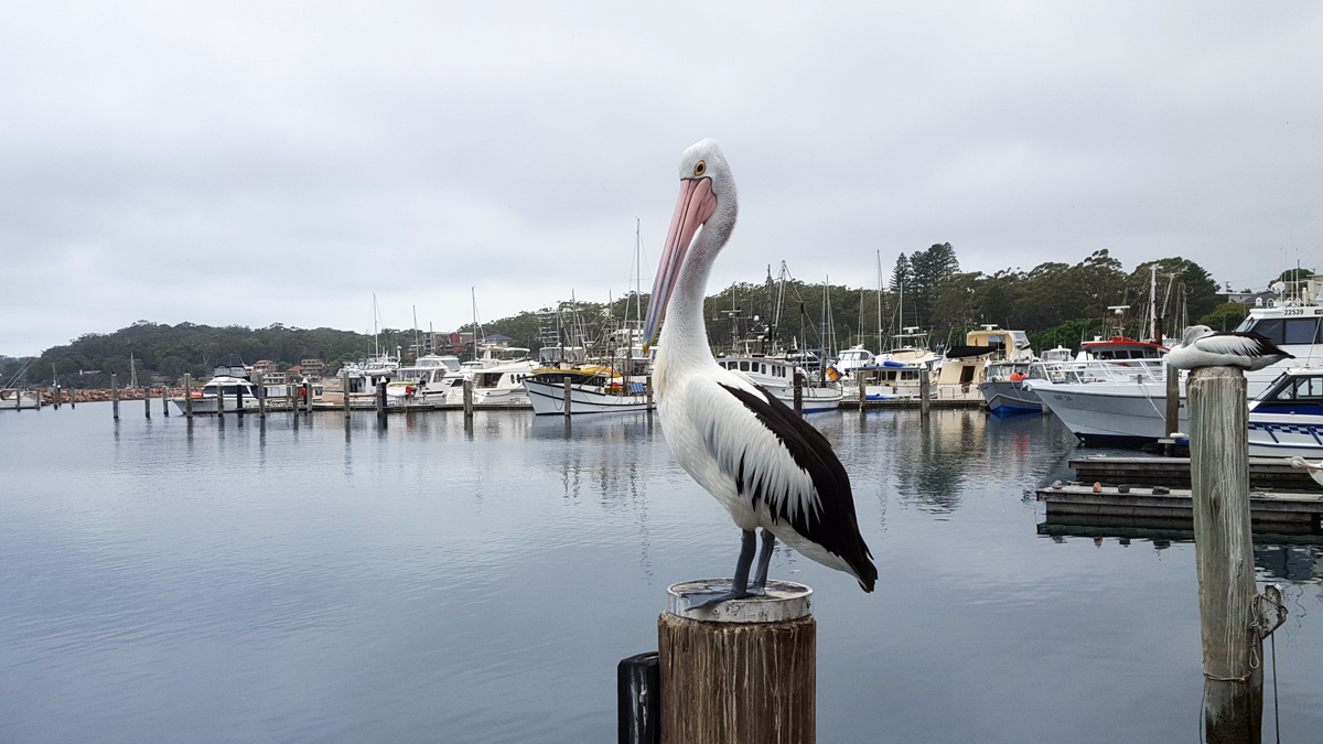 Jervis Bay Private Tour