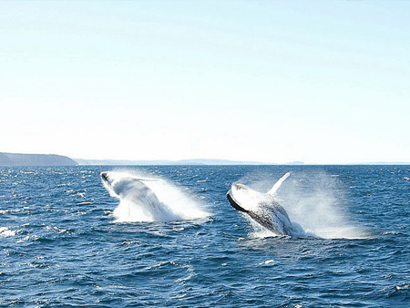 Sydney Deep Sea Private Game Fishing