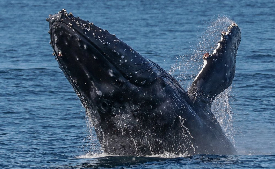 Sydney Deep Sea Private Game Fishing