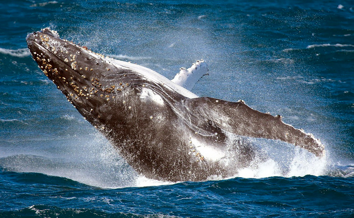 Sydney Deep Sea Private Game Fishing