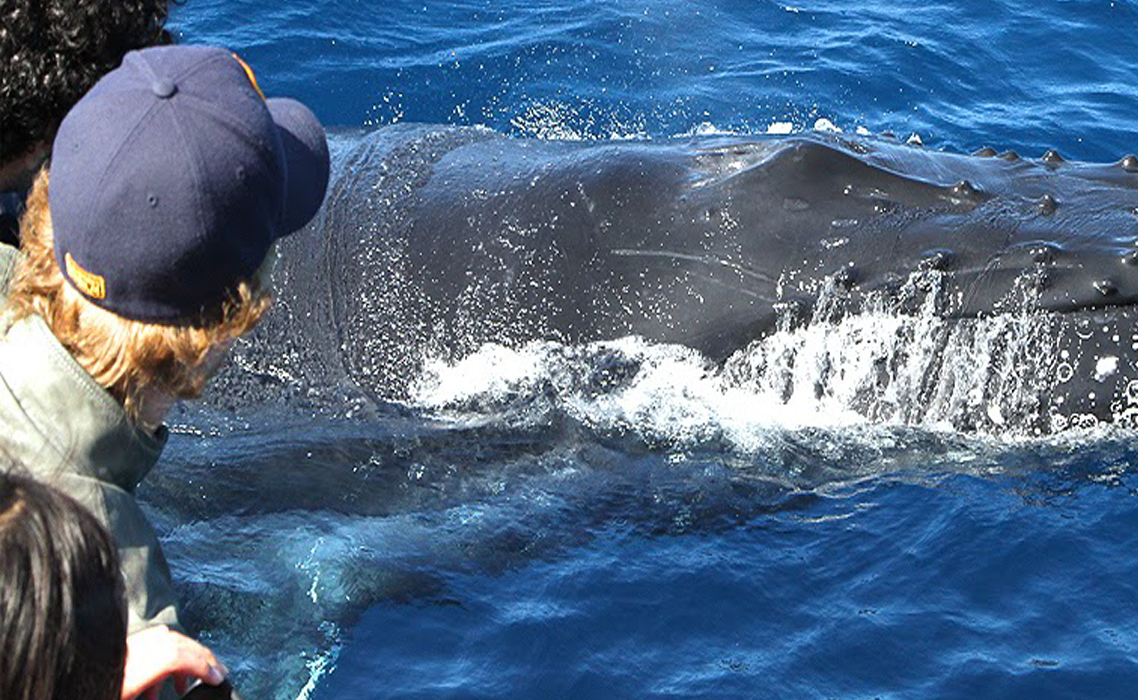 Sydney Deep Sea Private Game Fishing