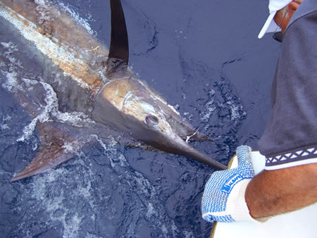 Sydney Deep Sea Private Game Fishing