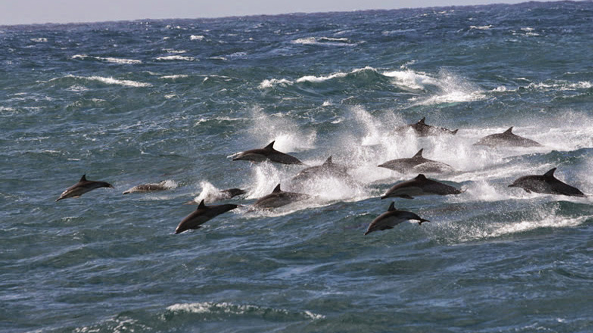 Пеликан в Nelson Bay
