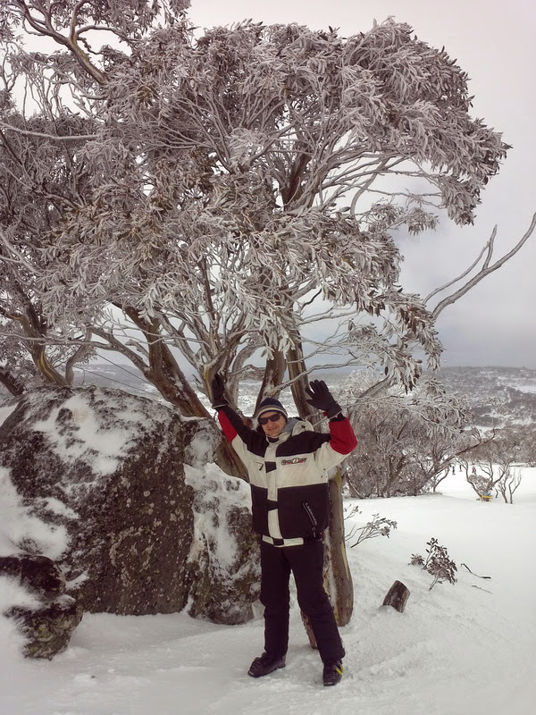 Дикий вомбат на высокогорье