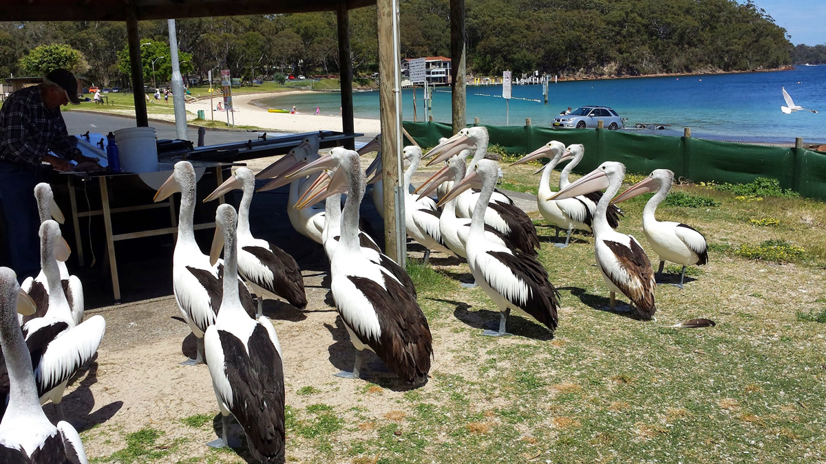 Nelson Bay Private Tour