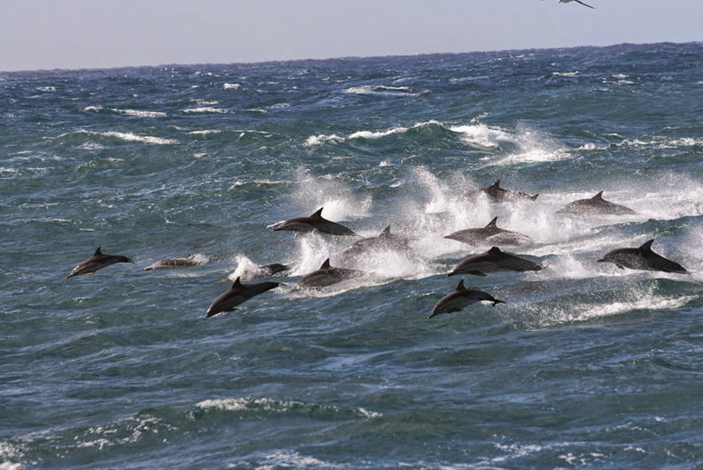 Nelson Bay Private Tour