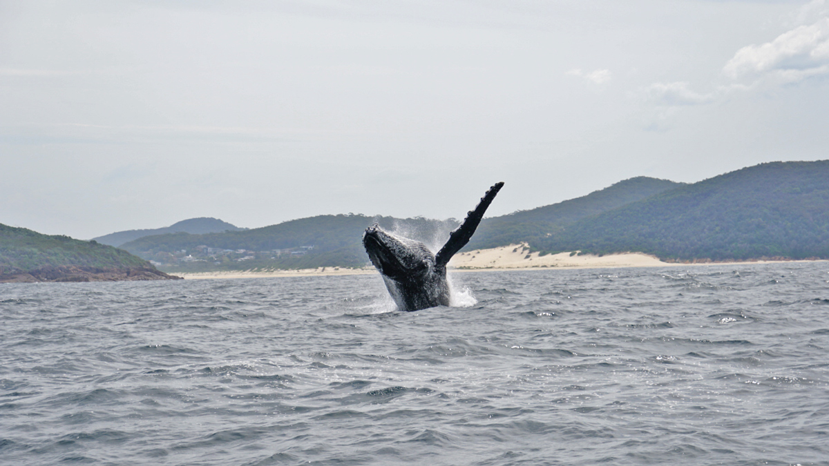 Nelson Bay Private Tour