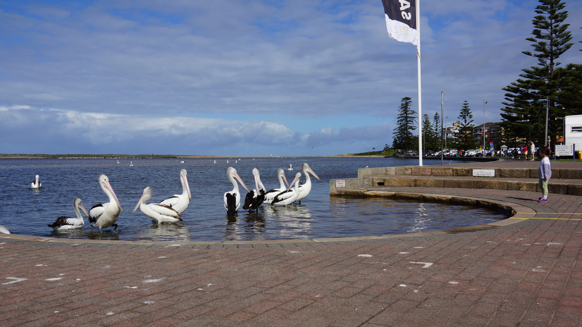 Australian Wild Animals Watching and Aboriginal Sacred Places Private Tour