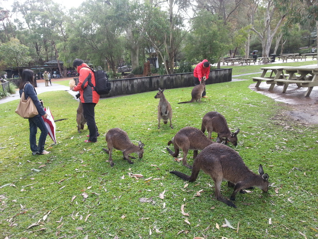 Australian Wild Animals Watching and Aboriginal Sacred Places Private Tour