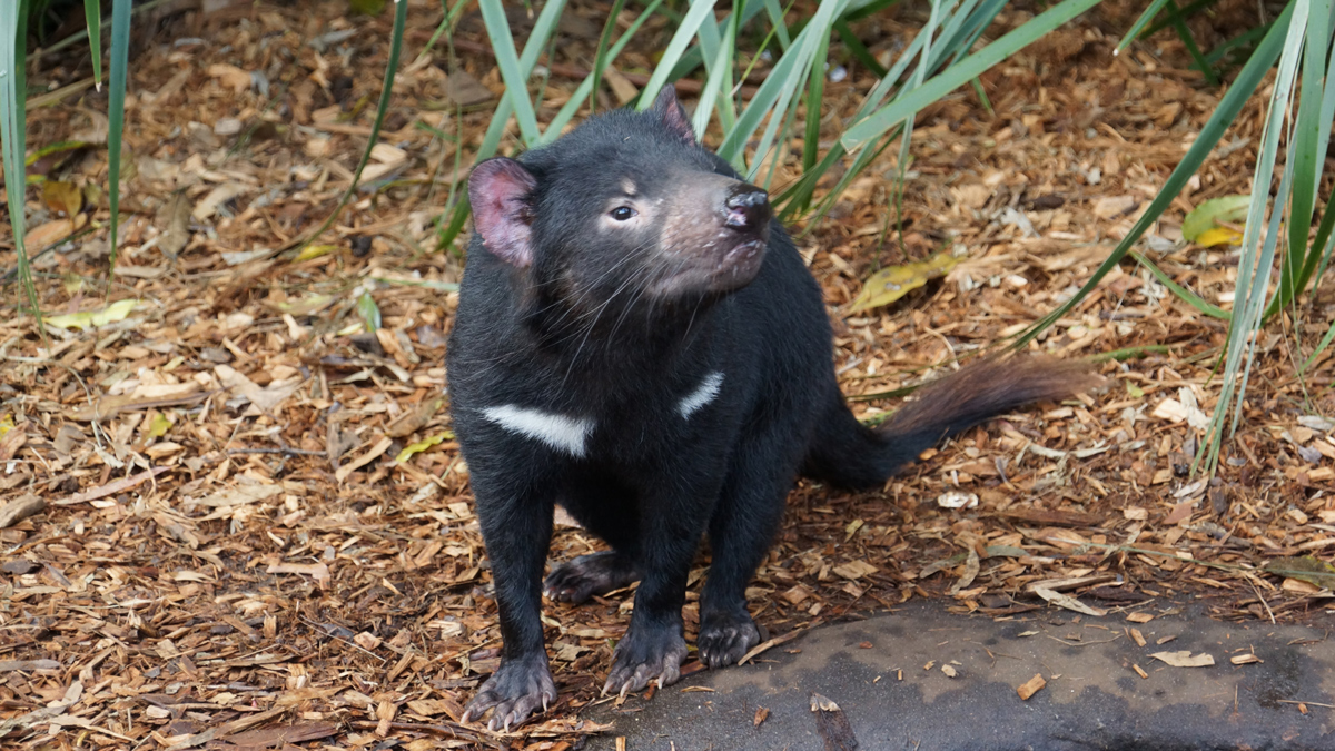 Australian Wild Animals Watching and Aboriginal Sacred Places Private Tour