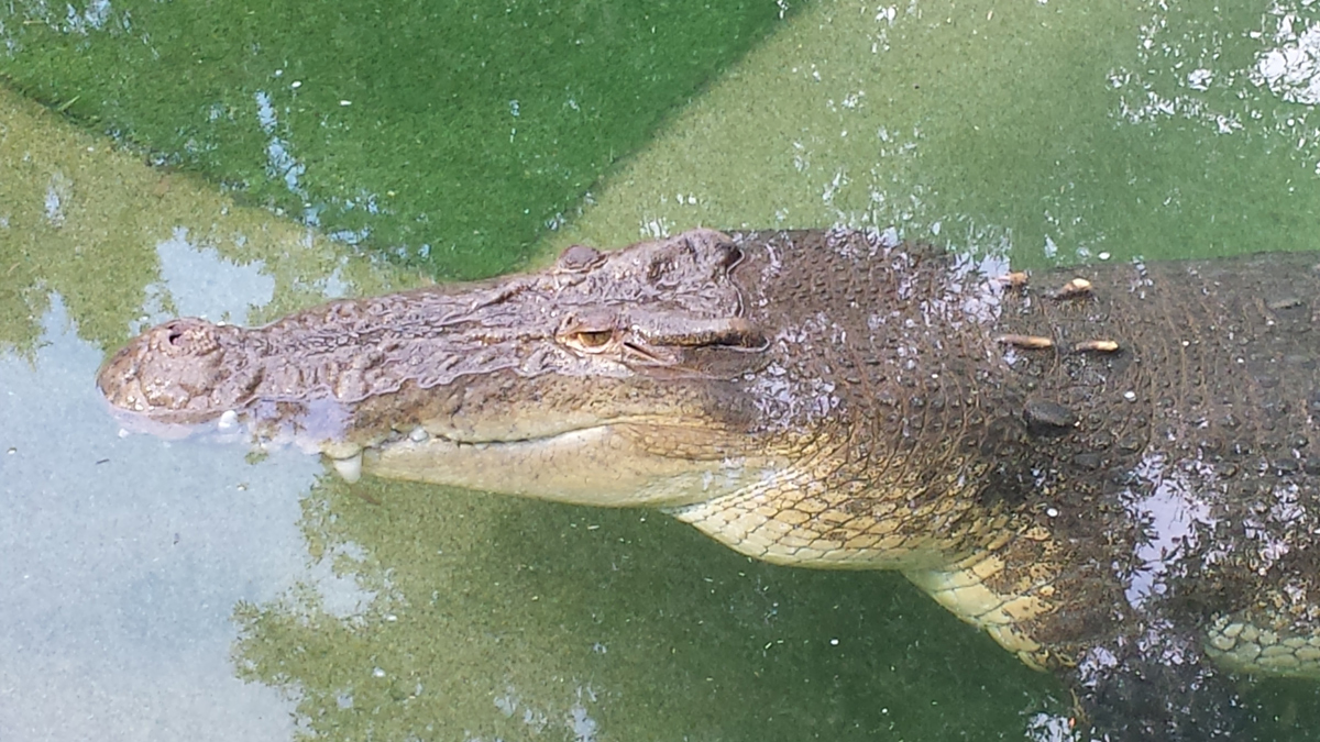 Australian Wild Animals Watching and Aboriginal Sacred Places Private Tourr