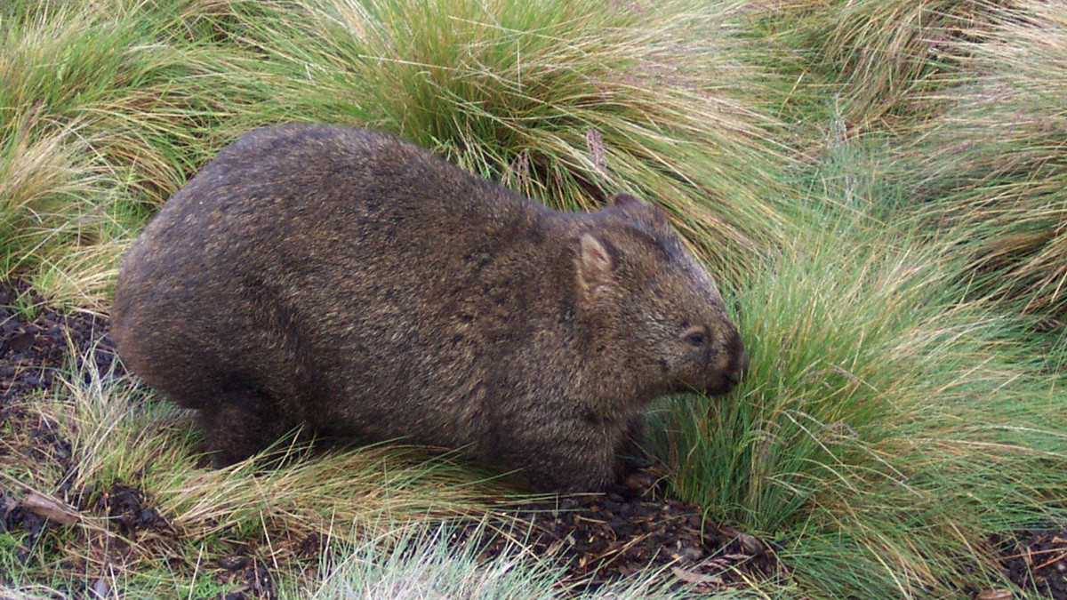 Australian Wild Animals Watching and Aboriginal Sacred Places Private Tour