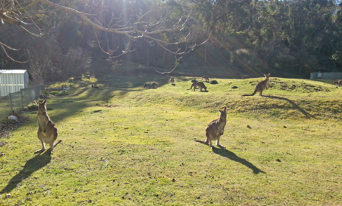 Bushwalk in Royal National Park  Private Tour