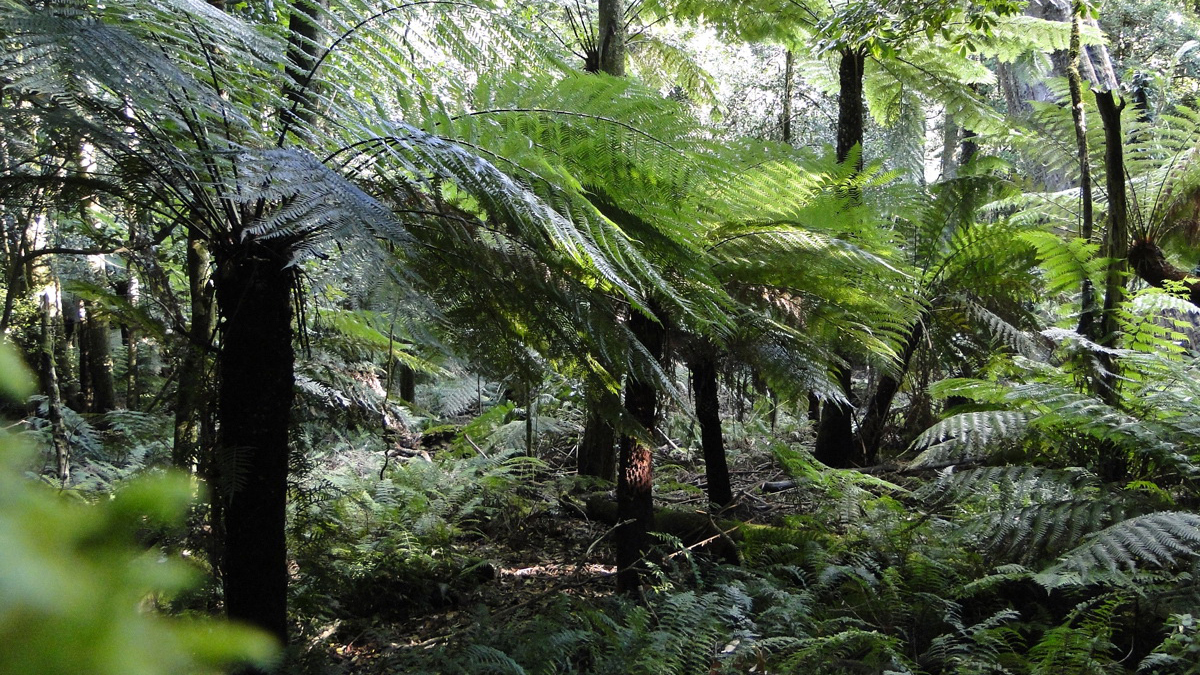 Bushwalk in Royal National Park  Private Tour