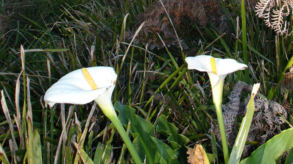 Bushwalk in Royal National Park  Private Tour